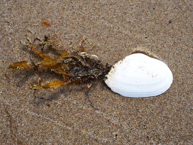 Beyaz deniz kabuğu ve ot okyanus kıyısında kumların üzerinde grafik ve metin için yeri var.