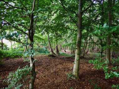 Danimarka 'da bir ormanın güzel yeşil alanı. Açık hava arka plan görüntüsü.
