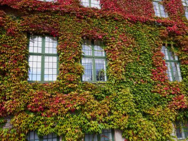 Kamu binasının duvarını kaplayan yeşil sarmaşık yaprakları Funen Fyn Danimarka