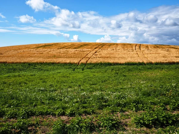 Campo Trigo Dourado Céu Azul Com Nuvens Grande Agricultura Paisagem — Fotografia de Stock