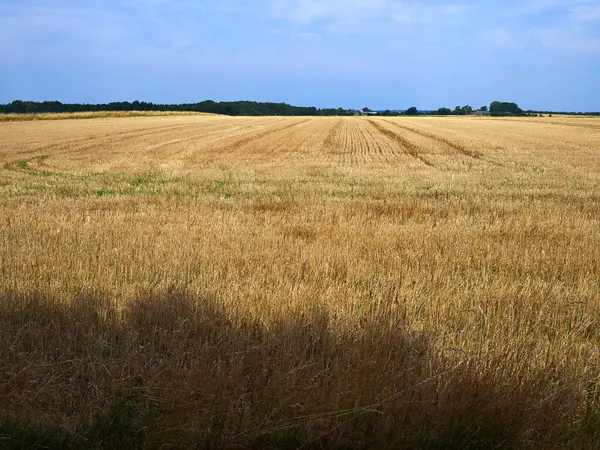 Zlatá Pšenice Pole Modrá Obloha Mraky Velké Zemědělství Krajina Pozadí — Stock fotografie