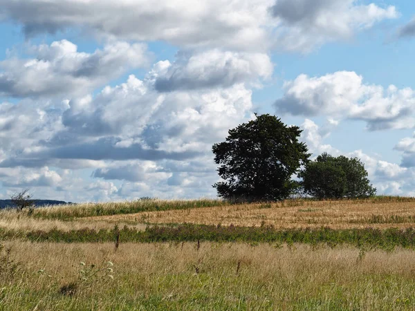 Campo Trigo Dourado Céu Azul Com Nuvens Grande Agricultura Paisagem — Fotografia de Stock