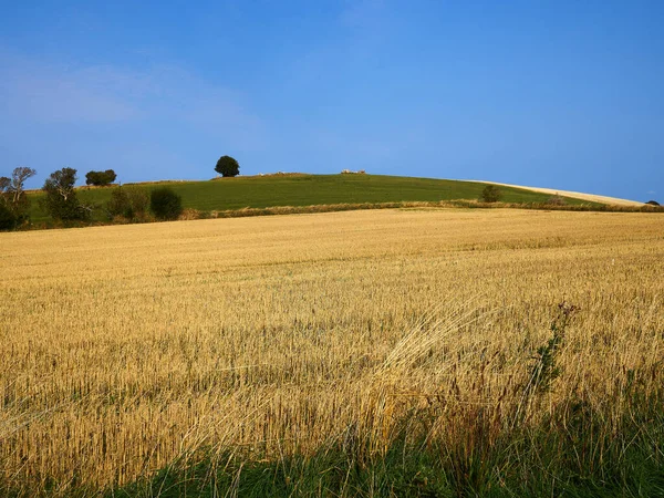 Goud Tarweveld Blauwe Lucht Met Wolken Grote Landbouw Landschap Achtergrond — Stockfoto