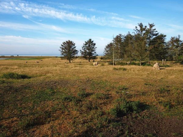 Herd Van Schapen Groene Weiden Grazen Baagoe Island Funen Fyn — Stockfoto