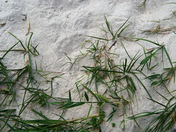 Lyme Grass Leymus Arenarius Sand Einer Stranddüne Der Ostsee Mit — Stockfoto