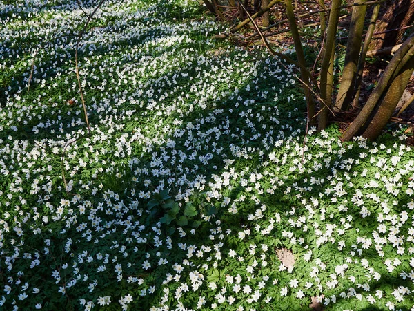 春がここにあります 美しい開花緑豊かな森の中のイソギンチャクの花は素晴らしい自然背景画像 — ストック写真