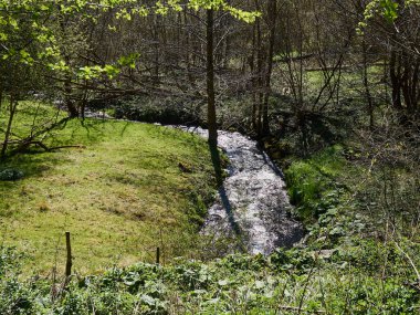 Yeşil yemyeşil bir orman arka planında küçük, güzel bir dere nehri.