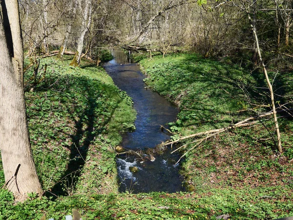 Mały Piękny Strumień Rzeki Zielonym Bujnym Tle Przyrody Leśnej — Zdjęcie stockowe