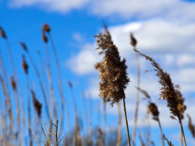 Mavi gökyüzü arkaplanı ve grafik ve metin için alanı olan bir nehir kıyısında büyüyen acele bitkiler