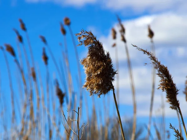 Pflanzen Wachsen Einem Fluss Mit Blauem Himmel Hintergrund Mit Platz — Stockfoto