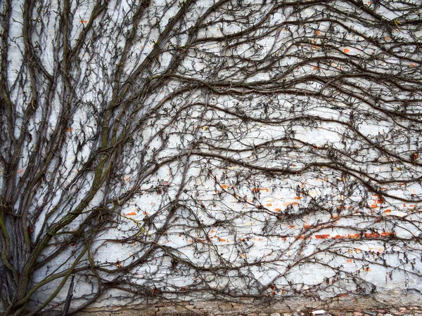 Droge Klimop Gevel Witte Stenen Muur Als Een Afwijkende Stedelijke — Stockfoto