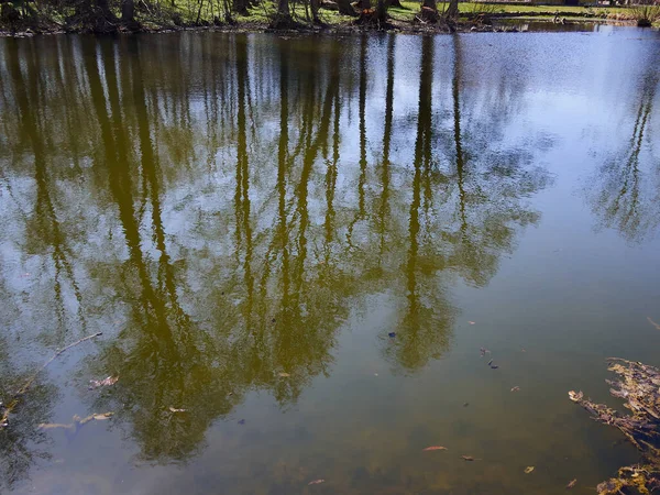 Reflexão Árvores Altas Água Pequeno Lago Com Verde Redor — Fotografia de Stock