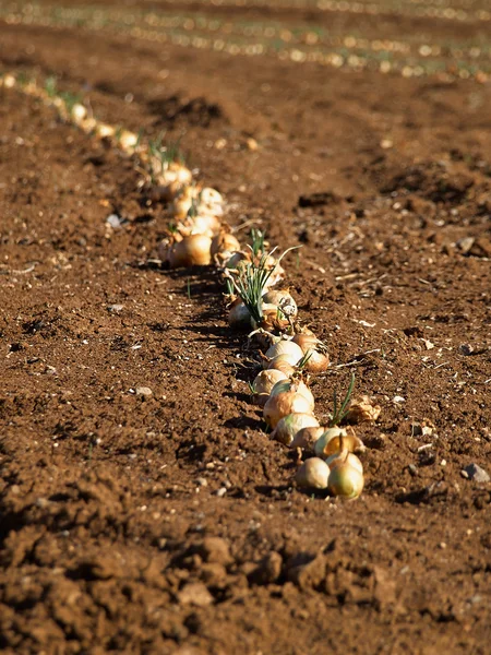 Onion field — Stock Photo, Image