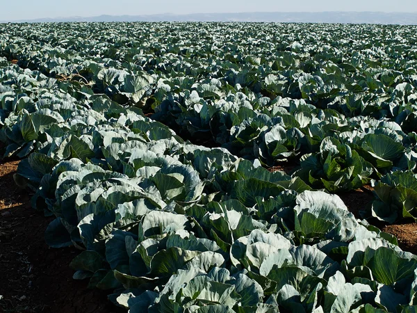 Farming landscape view of a freshly growing cabbage field — Stock Photo, Image