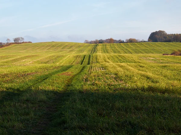 Grüne Wiese und blauer Himmel — Stockfoto