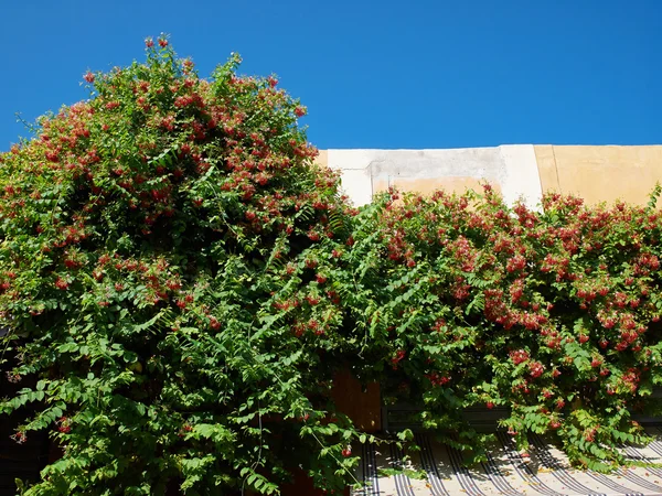 Zelená rostlina kvetoucí liána na zdi — Stock fotografie