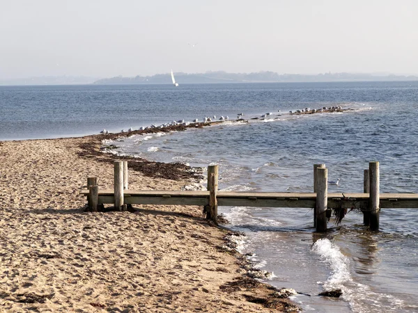 Seagulls by the sea shore — Stock Photo, Image