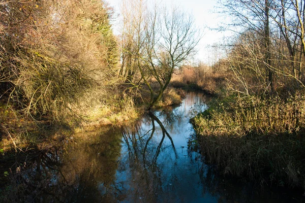 Pequeno belo riacho de ribeiro em uma floresta — Fotografia de Stock
