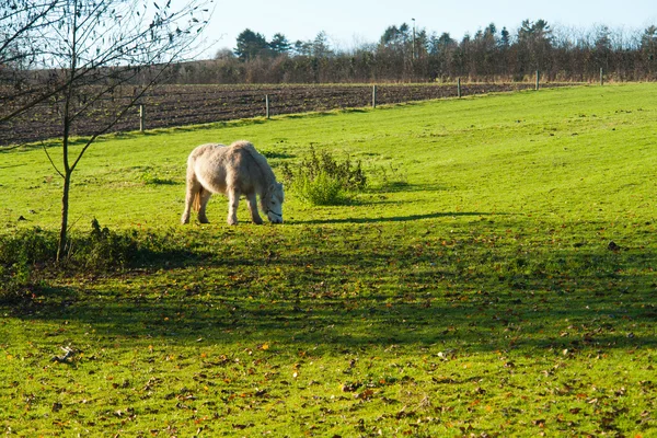 Пасущаяся лошадь на ферме — стоковое фото