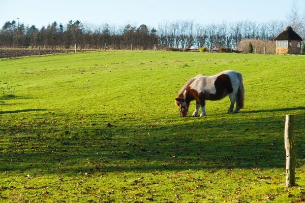 Βόσκηση άλογο σε ένα αγρόκτημα — Φωτογραφία Αρχείου