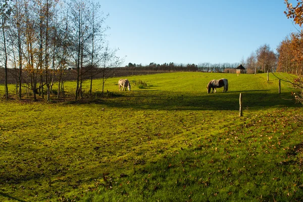 Grazende paarden in een farm — Stockfoto