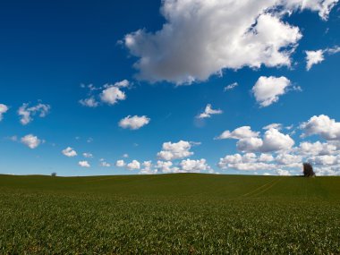yeşil tarla ve mavi gökyüzü