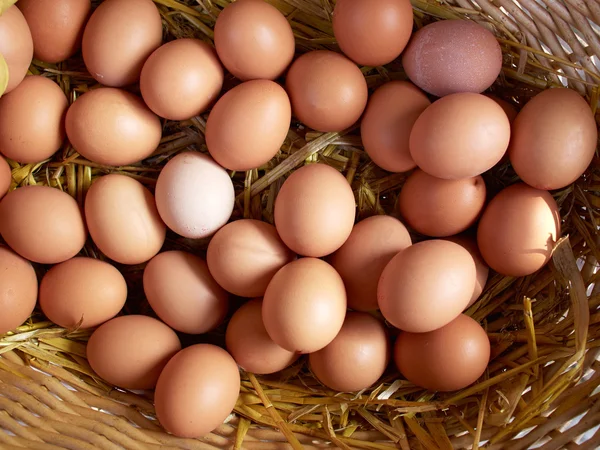 Fresh organic brown eggs — Stock Photo, Image