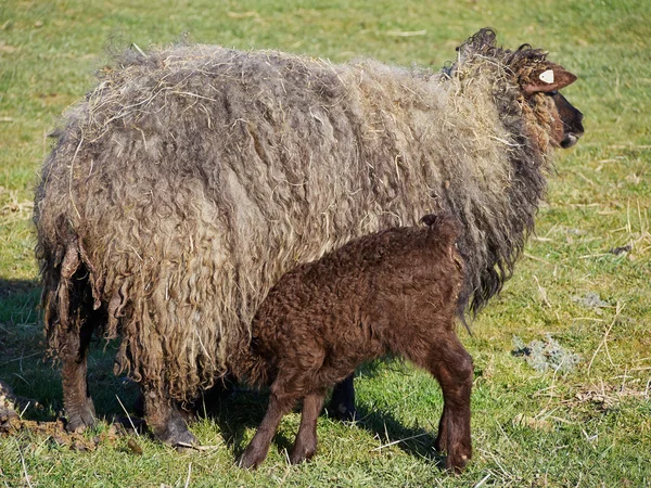 Мать овцы и ее молодой ягненок — стоковое фото