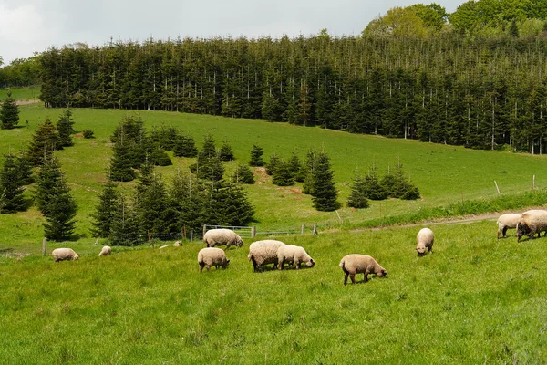 Ovejas pastando en un hermoso paisaje — Foto de Stock