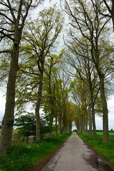 Route de campagne passant par les ruelles des arbres — Photo