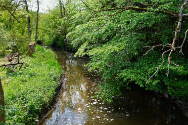 bir ormandaki küçük güzel dere dere