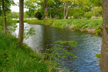 bir ormandaki küçük güzel dere dere