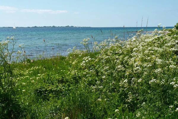 Vackra kust linjen stranden Danmark — Stockfoto