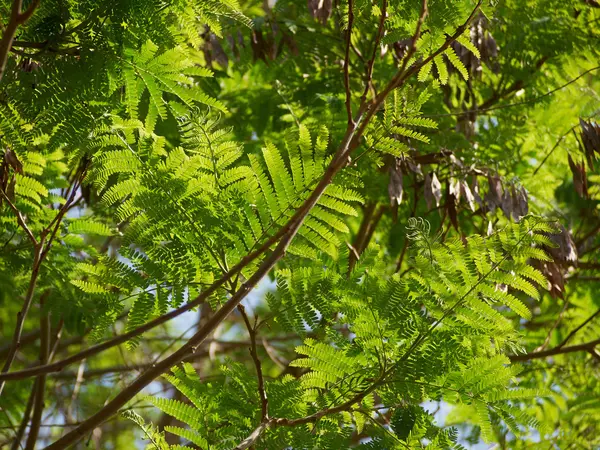 Lumière du soleil via les feuilles vertes d'un arbre — Photo