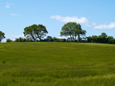 yeşil tarla ve mavi gökyüzü