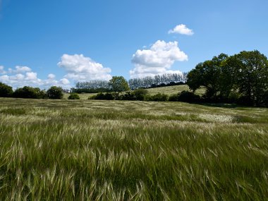 yeşil tarla ve mavi gökyüzü