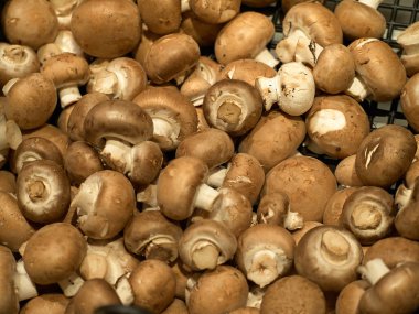 taze kahverengi champignon mantar 