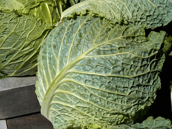 Fresh organic cabbage — Stock Photo, Image