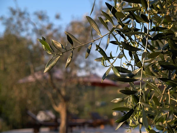 Mediterraner Olivenbaum — Stockfoto