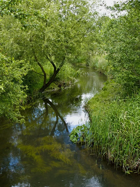 Kleine mooie brook stream in een forest — Stockfoto