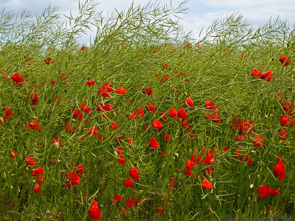 Feld mit roten Mohnblumen im Sommer — Stockfoto