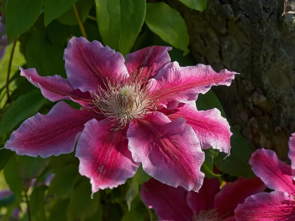 Wibrujący Clematis różowy z bliska — Zdjęcie stockowe