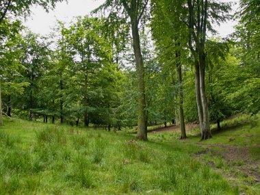 uzun boylu ağaçlar, güzel orman yatay