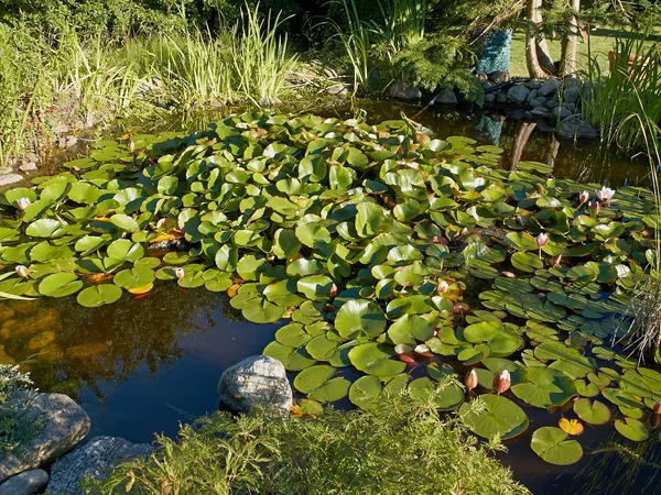 Lagoa de peixe bonito jardim clássico jardinagem fundo — Fotografia de Stock