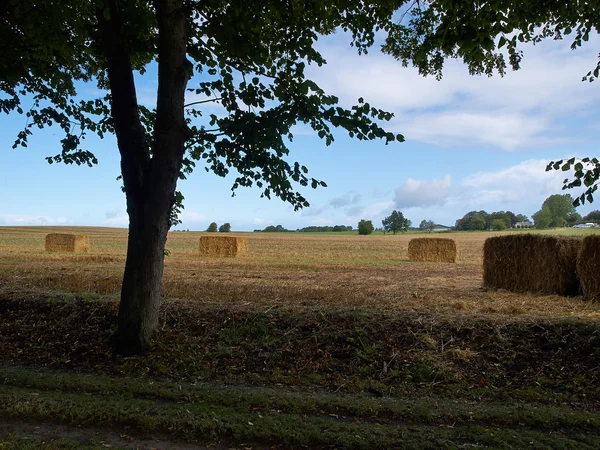 Beautiful landscape with straw hay bales stacks — Stock Photo, Image