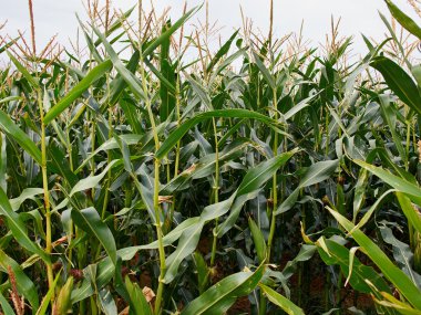 Yeşil mısır tarlası