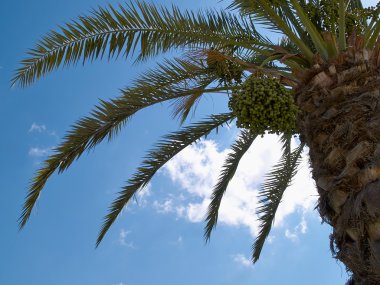 Tropik palmiye ağaçları