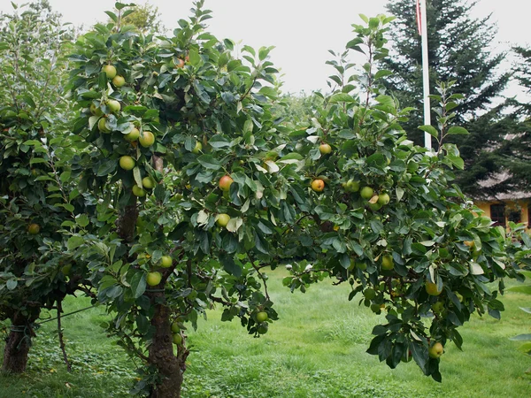 Μήλα σε ένα δέντρο — Φωτογραφία Αρχείου