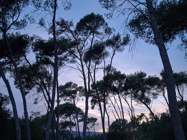 Bosque de pinos verdes mediterráneos — Foto de Stock