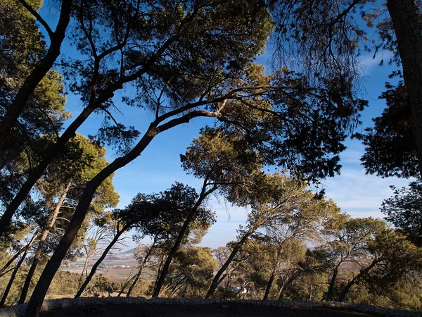 Bos van mediterrane groene pijnbomen — Stockfoto